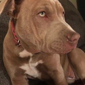 Meet your Posher, Molly